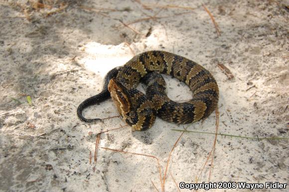 Eastern Cottonmouth (Agkistrodon piscivorus piscivorus)