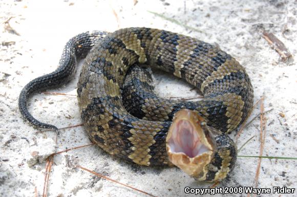 Eastern Cottonmouth (Agkistrodon piscivorus piscivorus)