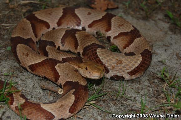 Southern Copperhead (Agkistrodon contortrix contortrix)