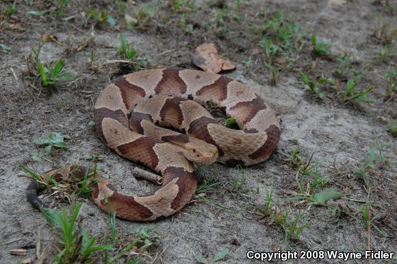 Southern Copperhead (Agkistrodon contortrix contortrix)