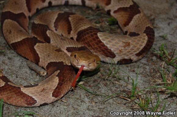 Southern Copperhead (Agkistrodon contortrix contortrix)