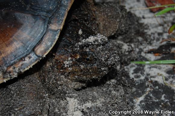 Eastern Snapping Turtle (Chelydra serpentina serpentina)