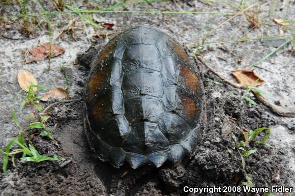 Eastern Snapping Turtle (Chelydra serpentina serpentina)