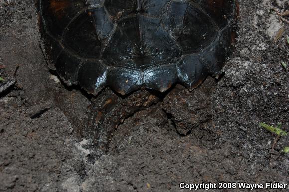 Eastern Snapping Turtle (Chelydra serpentina serpentina)