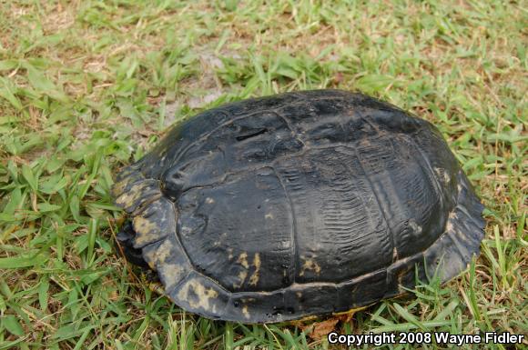 Yellow-bellied Slider (Trachemys scripta scripta)