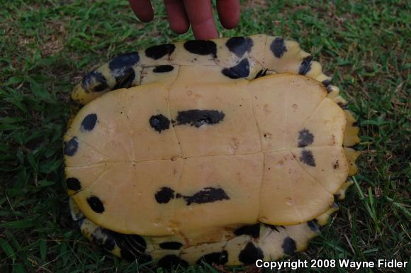 Yellow-bellied Slider (Trachemys scripta scripta)