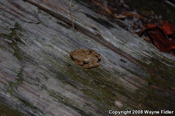 Northern Spring Peeper (Pseudacris crucifer crucifer)