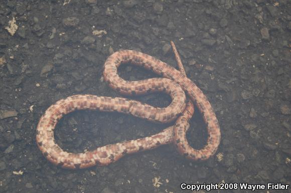 Mole Kingsnake (Lampropeltis calligaster rhombomaculata)