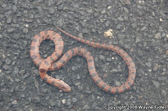 Mole Kingsnake (Lampropeltis calligaster rhombomaculata)