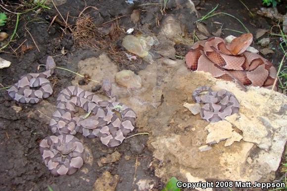 Osage Copperhead (Agkistrodon contortrix phaeogaster)