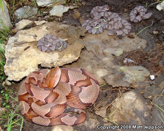 Osage Copperhead (Agkistrodon contortrix phaeogaster)