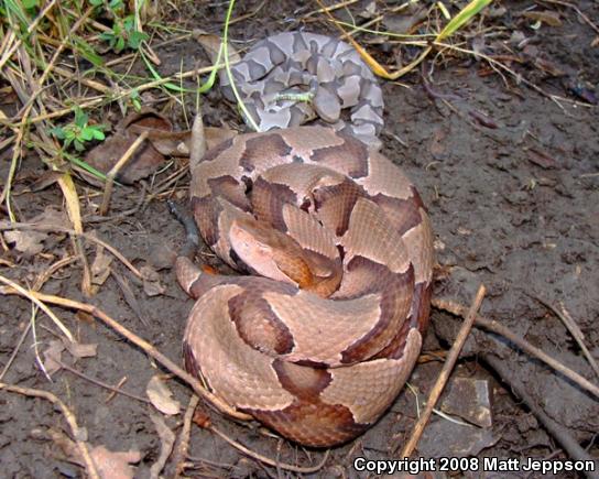 Osage Copperhead (Agkistrodon contortrix phaeogaster)