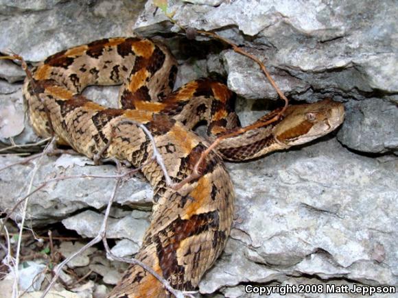 Timber Rattlesnake (Crotalus horridus)