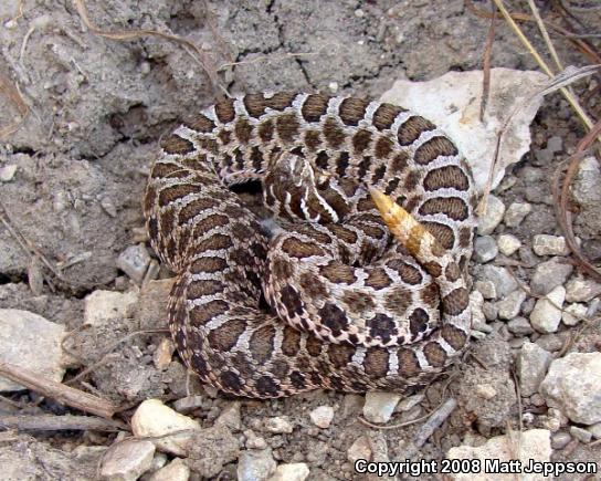 Western Massasauga (Sistrurus catenatus tergeminus)