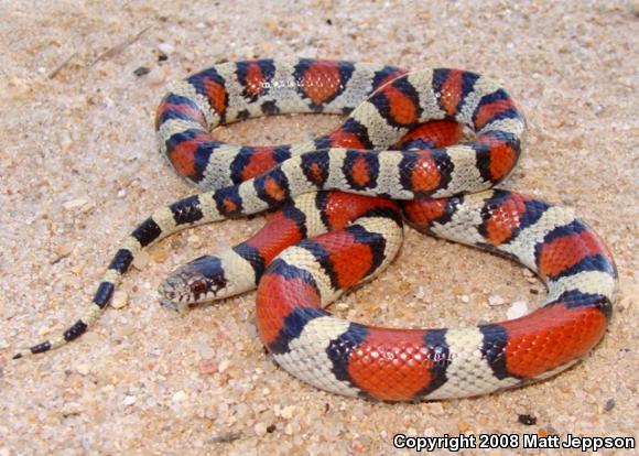 Central Plains Milksnake (Lampropeltis triangulum gentilis)