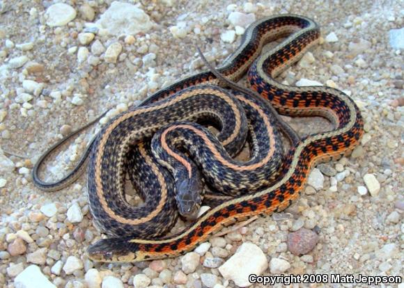 Plains Gartersnake (Thamnophis radix)