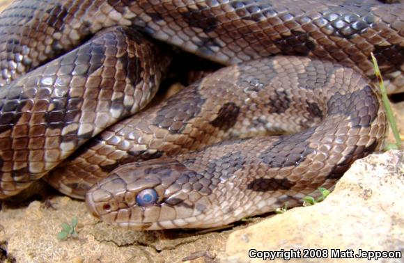 Prairie Kingsnake (Lampropeltis calligaster calligaster)