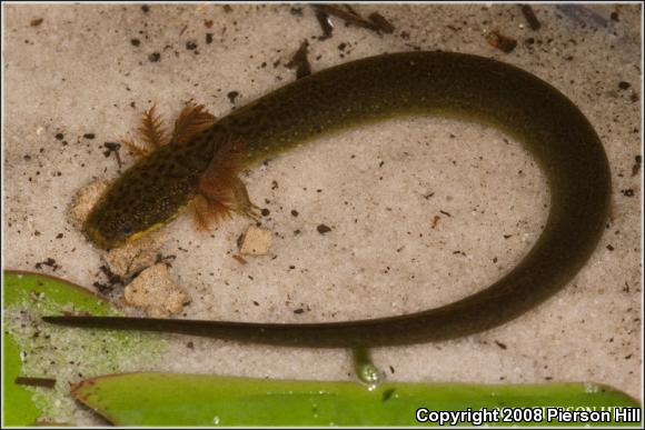 Eastern Lesser Siren (Siren intermedia intermedia)