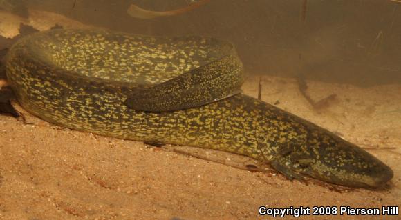 Greater Siren (Siren lacertina)