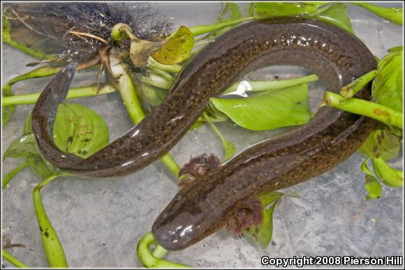 Greater Siren (Siren lacertina)