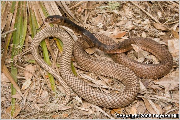 Eastern Coachwhip (Coluber flagellum flagellum)