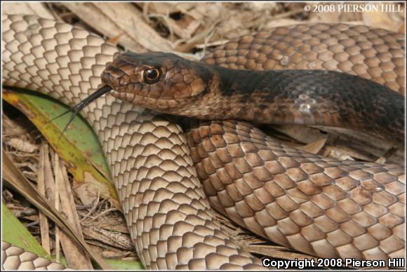 Eastern Coachwhip (Coluber flagellum flagellum)