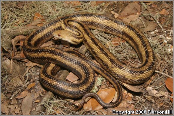 Yellow Ratsnake (Pantherophis obsoletus quadrivittatus)