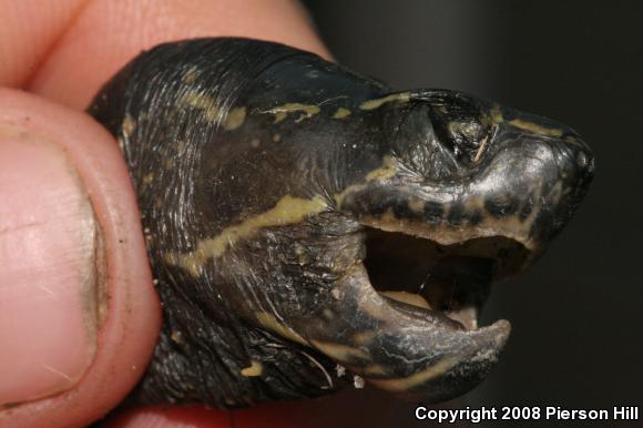 Striped Mud Turtle (Kinosternon baurii)