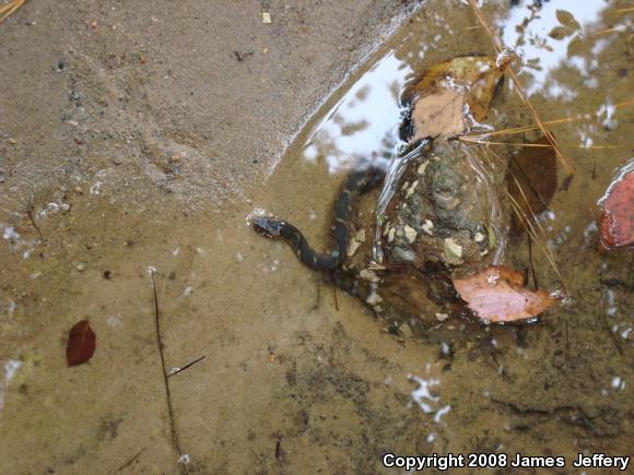 Southern Watersnake (Nerodia fasciata)