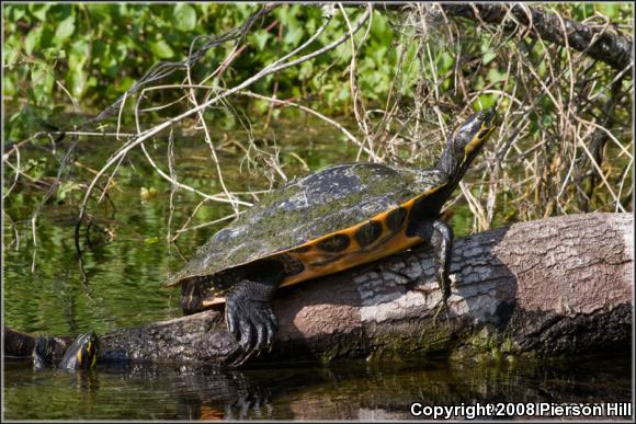 Suwannee Cooter (Pseudemys suwanniensis)