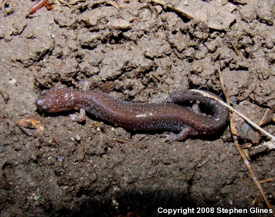 Eastern Red-backed Salamander (Plethodon cinereus)