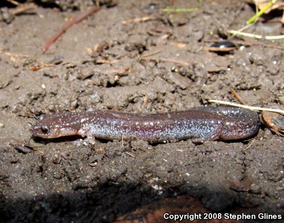 Eastern Red-backed Salamander (Plethodon cinereus)