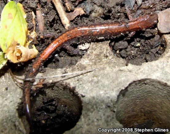 Eastern Red-backed Salamander (Plethodon cinereus)