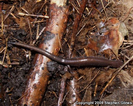 Eastern Red-backed Salamander (Plethodon cinereus)