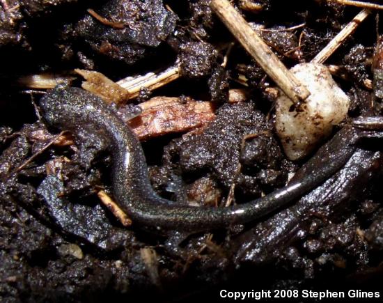 Eastern Red-backed Salamander (Plethodon cinereus)