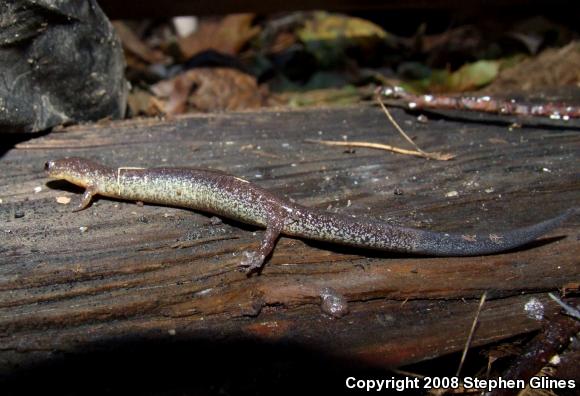 Eastern Red-backed Salamander (Plethodon cinereus)