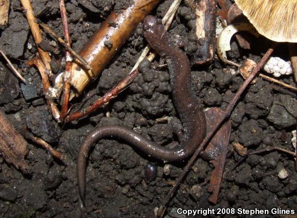 Eastern Red-backed Salamander (Plethodon cinereus)