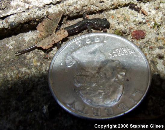 Eastern Red-backed Salamander (Plethodon cinereus)