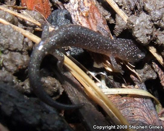 Eastern Red-backed Salamander (Plethodon cinereus)