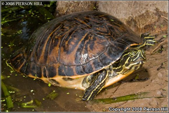 Peninsula Cooter (Pseudemys peninsularis)