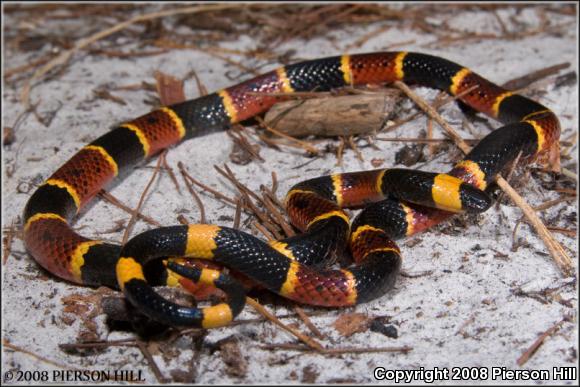 Eastern Coral Snake (Micrurus fulvius)