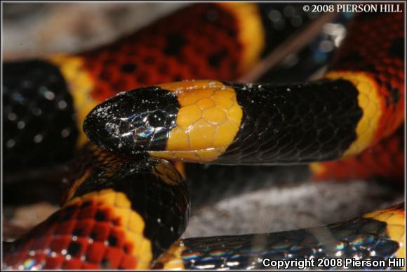 Eastern Coral Snake (Micrurus fulvius)