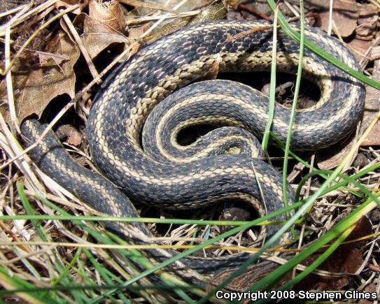 Eastern Gartersnake (Thamnophis sirtalis sirtalis)