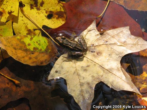 Pickerel Frog (Lithobates palustris)