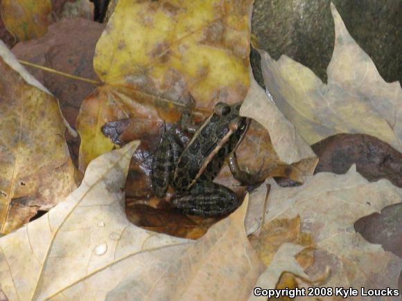 Pickerel Frog (Lithobates palustris)