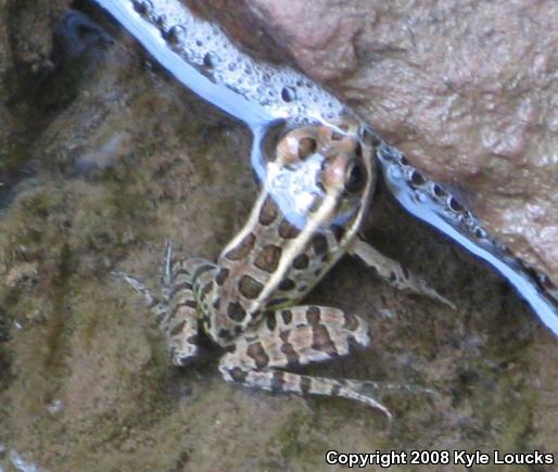 Pickerel Frog (Lithobates palustris)