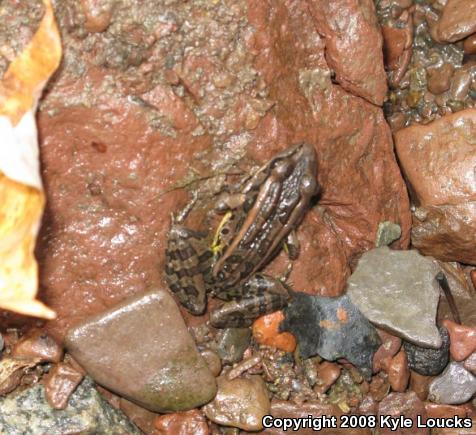 Pickerel Frog (Lithobates palustris)