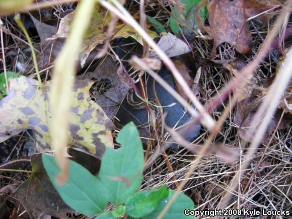 Eastern Gartersnake (Thamnophis sirtalis sirtalis)