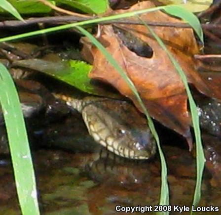 Northern Watersnake (Nerodia sipedon sipedon)