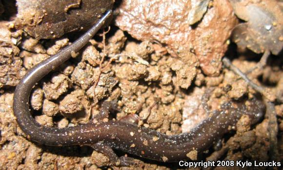 Eastern Red-backed Salamander (Plethodon cinereus)